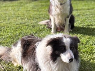 Border Collie – Yarra Valley