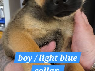 Mastiff – Rockingham