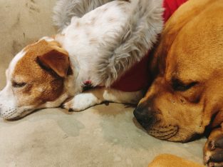 American Staffordshire Bull Terrier – Kingswood