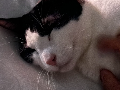 Domestic Short Hair (DSH) – Runcorn