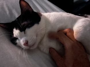 Domestic Short Hair (DSH) – Runcorn