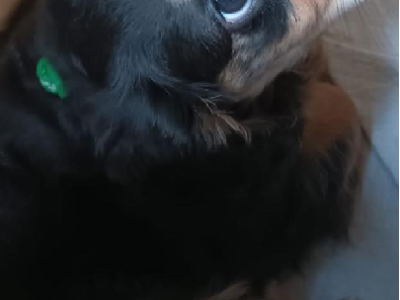 Cavoodle – Redlynch