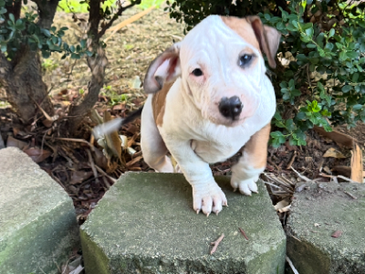 American Staffordshire Bull Terrier – East Maitland