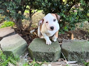 American Staffordshire Bull Terrier – East Maitland