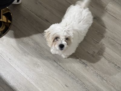 Maltese Shih Tzu – Mickleham
