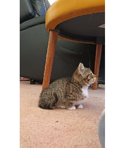 Munchkin – The Entrance