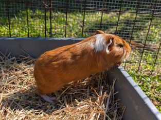 Guinea Pig – Kirwan