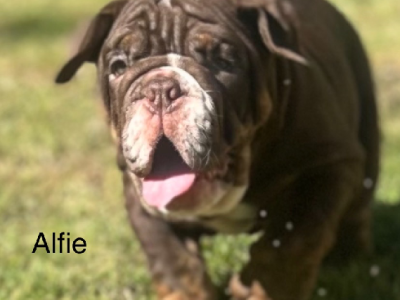 British Bulldog – Rothwell