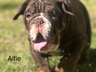 British Bulldog – Rothwell