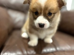 Corgi – Brisbane