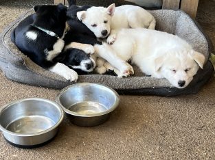 Other Dogs – Bellmere