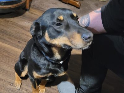 Kelpie – Charleston