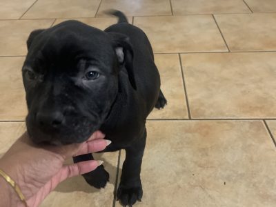 Staffordshire Bull Terrier – Mickleham