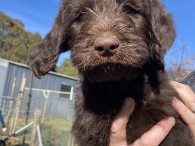 Labradoodle – Gordon
