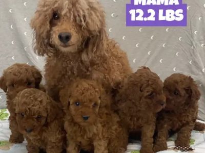 Toy Poodle – Canberra