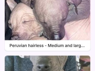 Other Dogs – Clackline