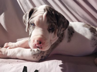 Great Dane – Gin Gin