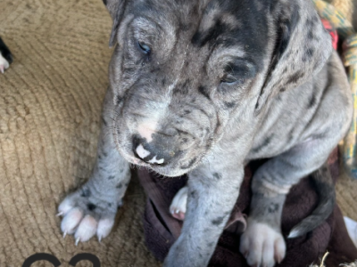 Great Dane – New Moonta