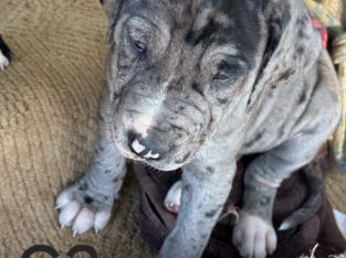 Great Dane – New Moonta