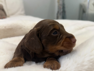 Dachshund – Chisholm