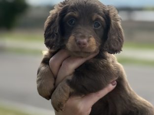 Dachshund – Chisholm