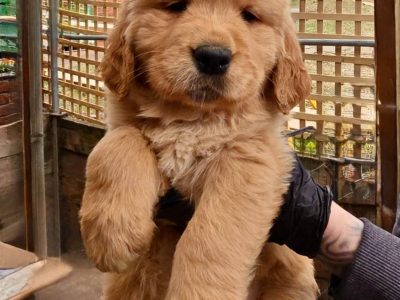 Golden Retriever – Chirnside Park