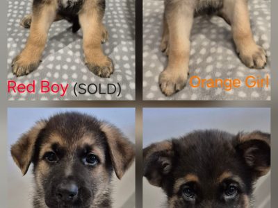 German Shepherd – Tallegalla