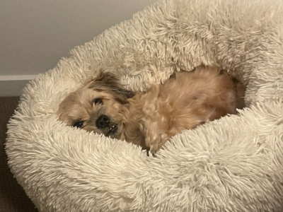 Shih Tzu – Banksia Beach
