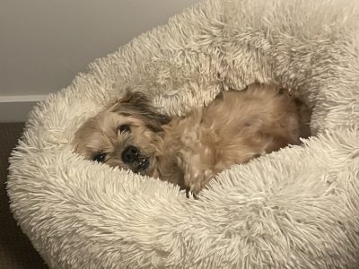 Maltese Shih Tzu – Banksia Beach