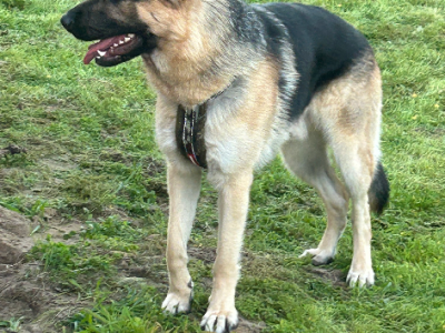 German Shepherd – South Lake