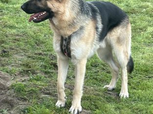 German Shepherd – South Lake