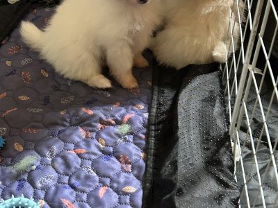 Pomeranian – Windsor