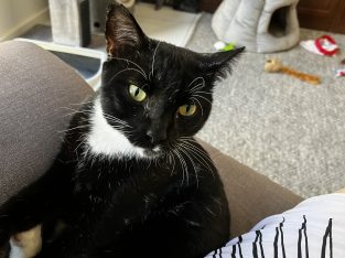 Domestic Short Hair (DSH) – Woodville Gardens