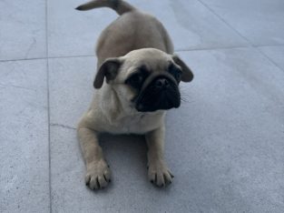 Pug – Gold Coast