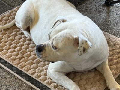 American Bulldog – Morayfield