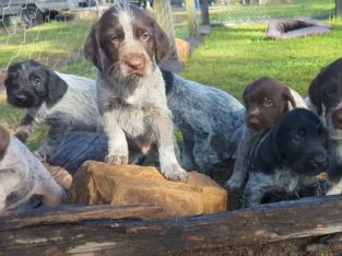German Wirehaired Pointer – Douglas Park