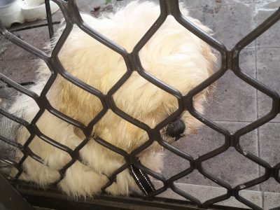 Shih Tzu – Success