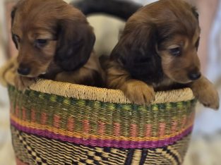 Dachshund – Grafton