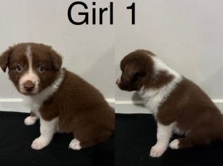 Border Collie – Toowoomba