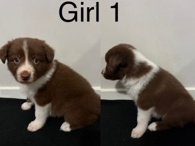 Border Collie – Toowoomba