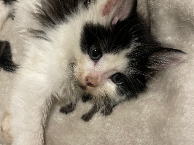 Domestic Medium Hair (DMH) – Blacktown