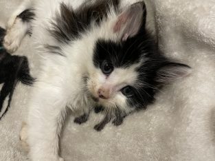 Domestic Medium Hair (DMH) – Blacktown