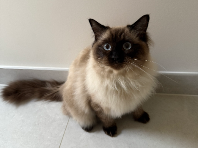 Ragdoll – Menangle Park