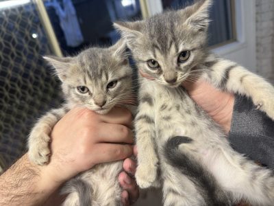 Other Cats – Bossley Park