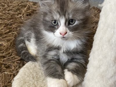 Maine Coon – Banksia Grove