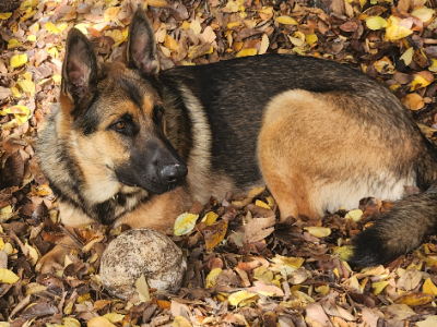 German Shepherd – Jilliby