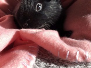 Guinea Pig – Casula