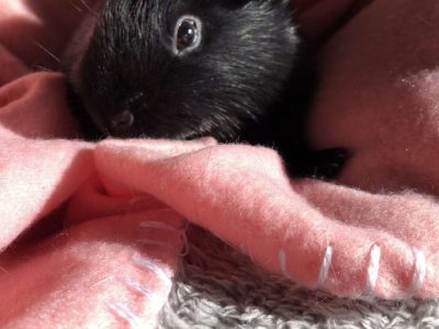 Guinea Pig – Casula