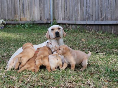 Labrador Retriever – Central Coast
