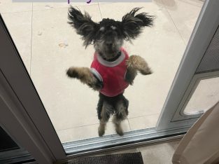 Other Dogs – Revesby